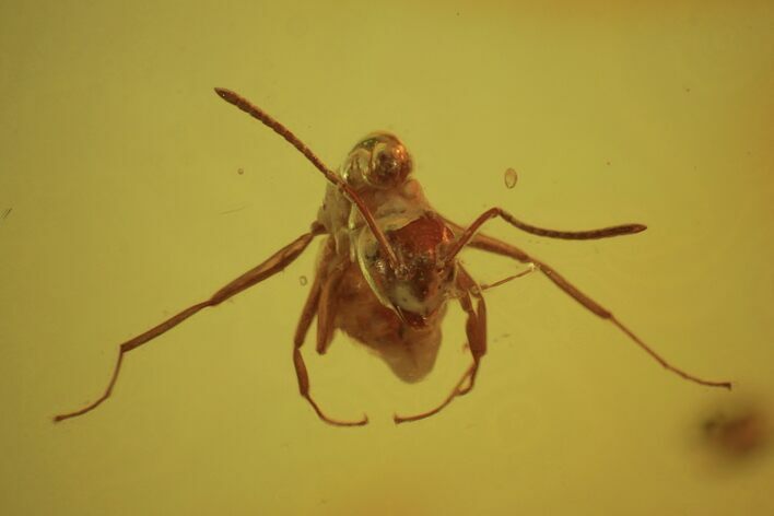 Fossil Ant (Formicidae) & Unidentifed Insect In Baltic Amber #73371